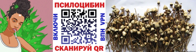 Галлюциногенные грибы Cubensis Николаевск-на-Амуре